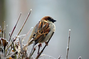 sparrow-50346_1920